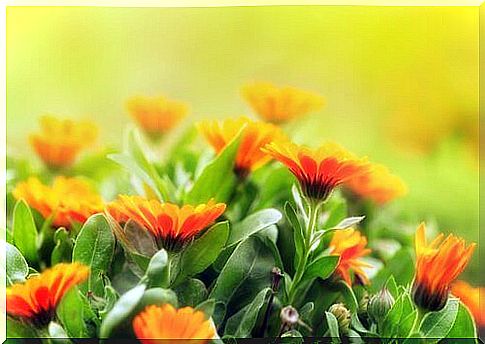 Marigolds in full bloom