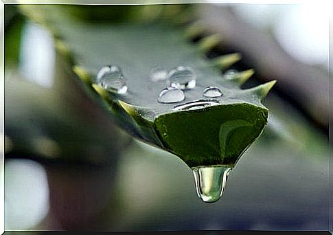 aloe vera can be included in protein-rich hair masks