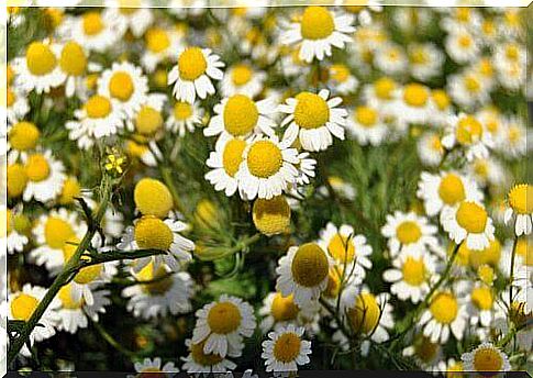 Chamomile flowers