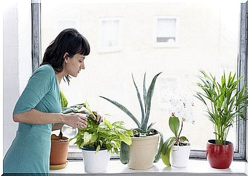 8 houseplants that clean the air in your home