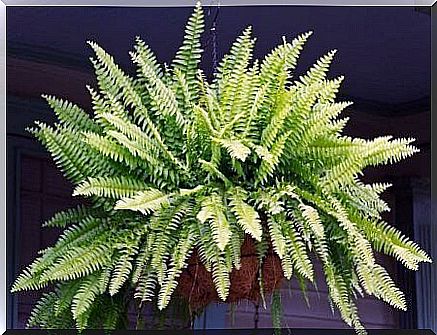 Living room plants