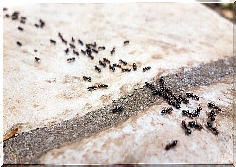 Get rid of your ant problem with these 6 chemistry-free methods