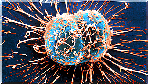 How the immune system can fight cancer