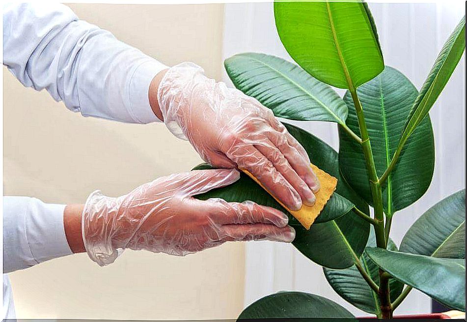 How to clean your indoor plants