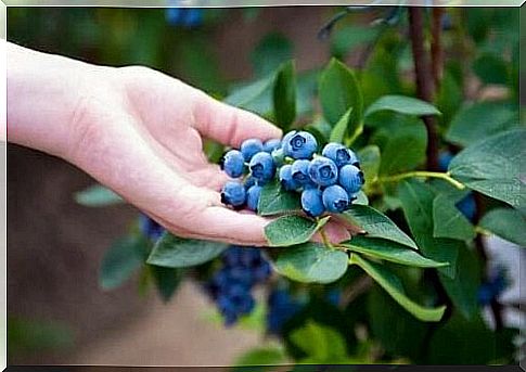 How to plant blueberries at home