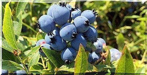 Plant your own blueberries in the garden