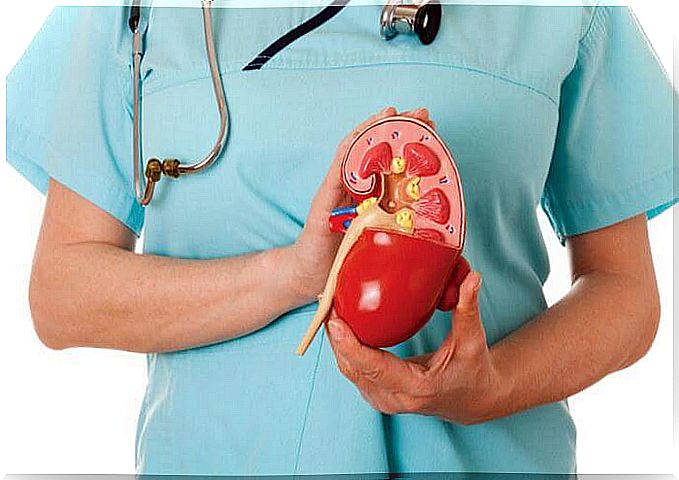 Doctor with kidney