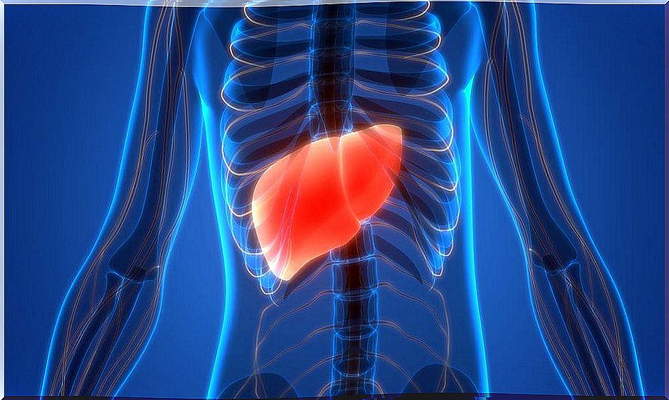 liver