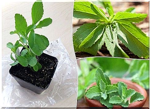 Make your own sweetener: grow your own stevia at home