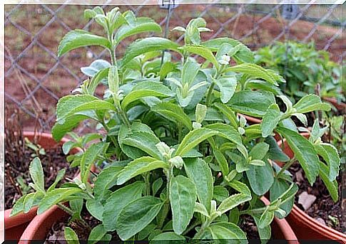 Stevia plants