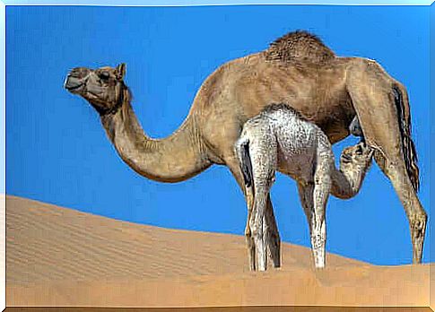 Features and Benefits of Camel Milk