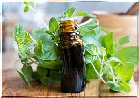 Oregano oil in glass bottle