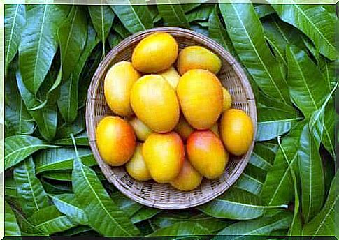 Six health benefits of mango leaves