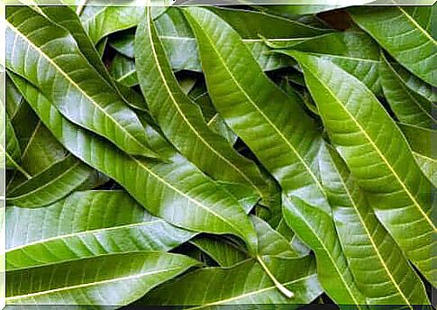 Mango leaves have many health benefits