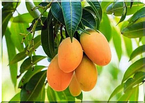 Mangoes on wood