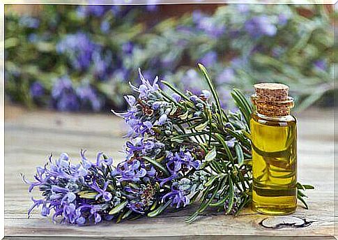 Rosemary is not only beautiful and fragrant