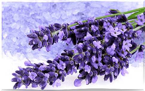 Lavender to help lower blood pressure