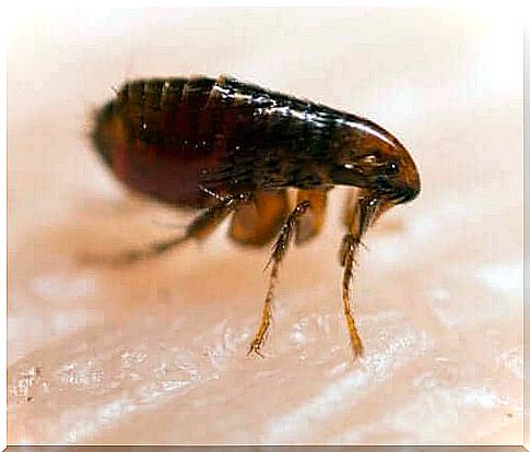 Fleas on the skin can cause tungiasis