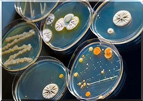 Microorganisms are controlled by antibiotics